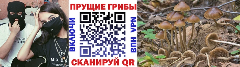 как найти закладки  Щёкино  OMG сайт  Псилоцибиновые грибы прущие грибы 